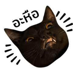Chock cat