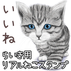 らいき用リアルかわいい猫 Line スタンプ Line Store