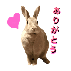 うさぎのチョコちゃん Line スタンプ Line Store