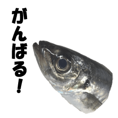 魚のスランプ(実写)