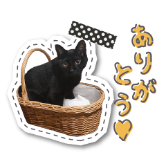 Daily life of the black cat kombu talks