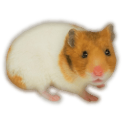 nomal hamster