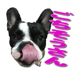 my French bulldog momo3
