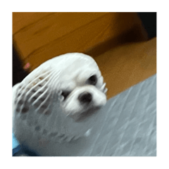 ponzu_20211006225238