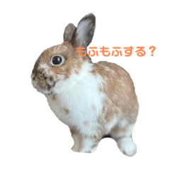 うさぎのかぴやんとおともだち