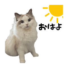 たんぽぽ・ひまわり・ぼたん