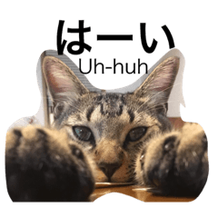 Cat photo daily Japanese greetings2