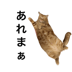 japan brown cat boy