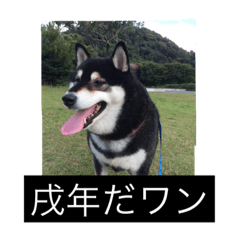 HAPPY NEW YEAR shibainu