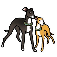 Nero & Mare : Italian Greyhounds