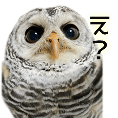 cute owl's daily life Sticker