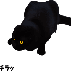 Black Cat animation Sticker