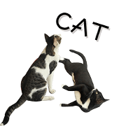 black cat&white cat