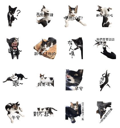 black cat&white cat