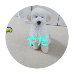 Teddy bear poodle latte3