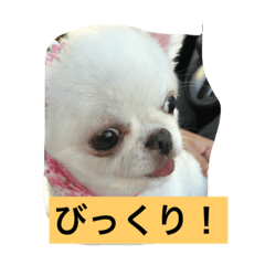 Niconico chiwawa