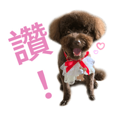巧克力貴賓Qbe 日常2