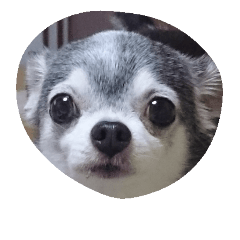 my chiwawa