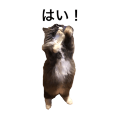 我娘のわがままマンチカンのぶ子様‼️