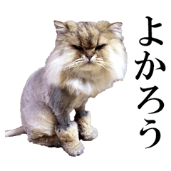 Michael, my colleague's family cat