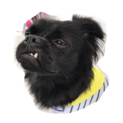 チワパグウニくん