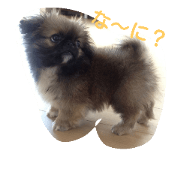 dog_otomaru