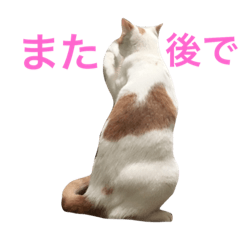 My Cat Mocha
