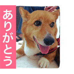 nohara's family