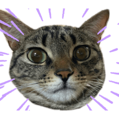 こてさまスタンプ