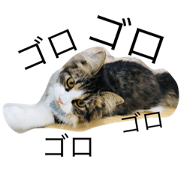 cute  pet sticker