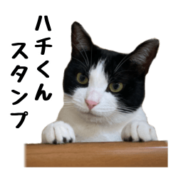 White and Black Cat Hachi-kun Sticker