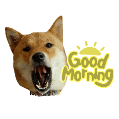shibainu.mei_life