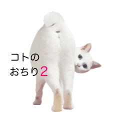 21歳の愛猫モコのテレビ撮影 白猫 コトのおちり Coto No Ochiri 21歳の愛猫モコのテレビ撮影 白猫 コトのおちり Coto No Ochiri