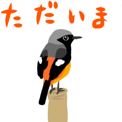 動く日本の野鳥 秋冬