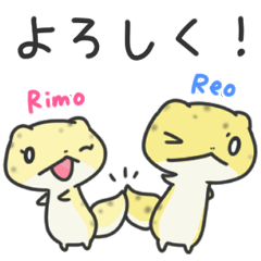 Reo and Rimo the reopard geckos