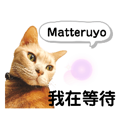 日本語と中国語(簡体字)で猫がおしゃべり！