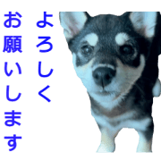 shibadog-oto and amu