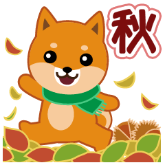Shiba dog "MUSASHI" 14 Autumn(tw)
