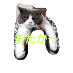 KOTAMIMI