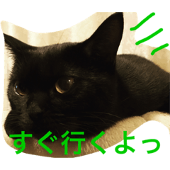 black cat "choco''2