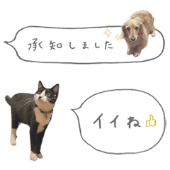 【ふきだし】犬猫写真の日常会話スタンプ