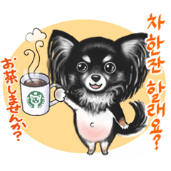 Black Tan Chihuahua pom Korean Ver.