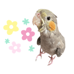 Cockatiel Tsukimi-chan 1