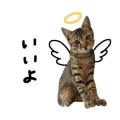 Tabby Kitten Kijitora Ankochan Part2