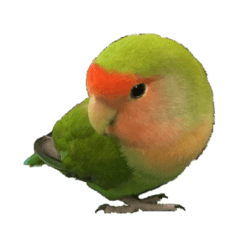 cute kozakura parakeet