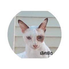 Kittima_20211009101640