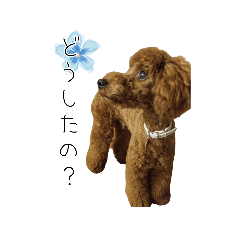 toypoodle Ocot part2