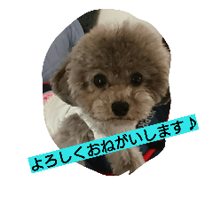 Teacuptoypoodle