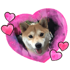 全明星小步步2(柴犬）