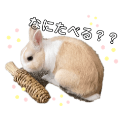 rabbit hananosuke
